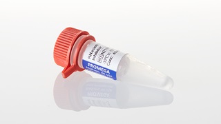 RNasin® RNase Inhibitor, 2,500u
