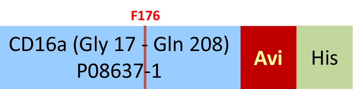 [CDA-H82E8] Fc gamma RIIIA / CD16a