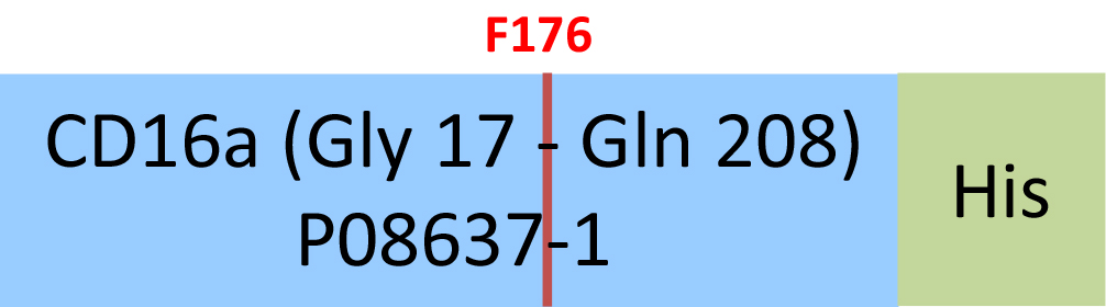 [CDA-H5220] Fc gamma RIIIA / CD16a