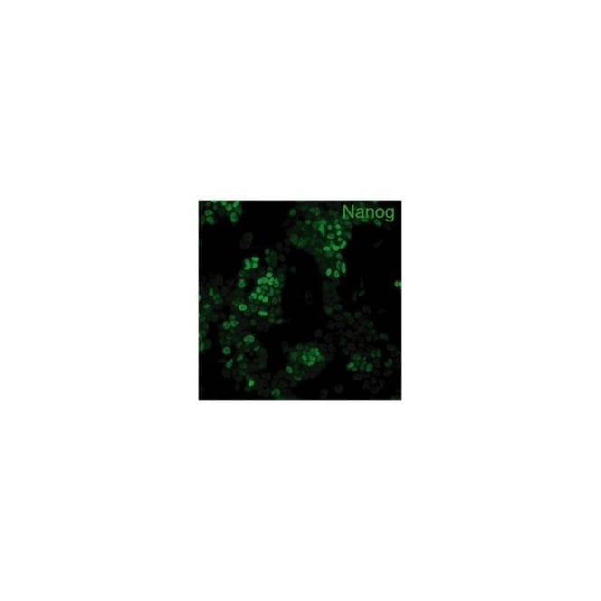 [RCAB002P-F] Anti mouse Nanog antibody (100 uL)