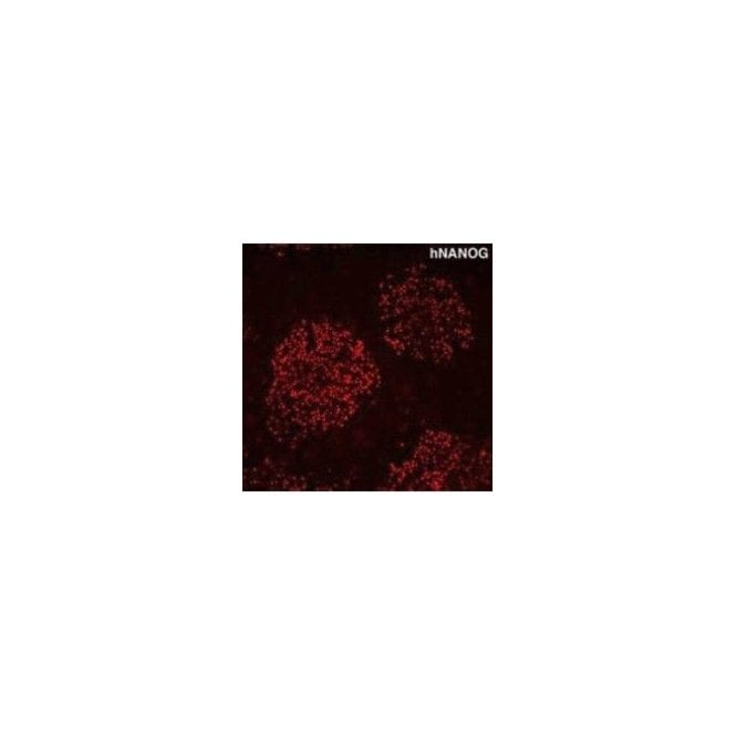 [RCAB004P-F] StemAb Anti human Nanog antibody (100 uL)
