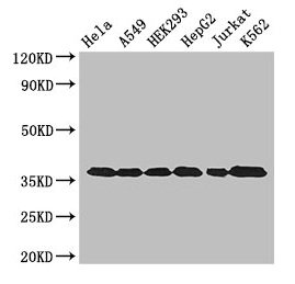 [CSB-PA00025A0Rb] GAPDH Antibody