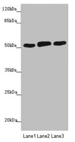 [CSB-PA842761ESR1HU] CRBN Antibody