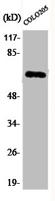 [CSB-PA000586] Phospho-RELA (S536) Antibody