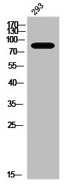 [CSB-PA030240] Phospho-PRKCA/PRKCB/PRKCD/PRKCE/PRKCG/PRKCH/PRKCQ/PRKCZ (T497) Antibody