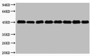 [CSB-PA000352] Plant-actin Antibody