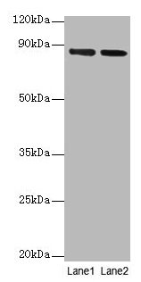 [CSB-PA11729A0Rb] FOLH1 Antibody