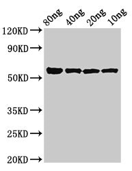 [CSB-PA464342LA01EXZ] kgp Antibody