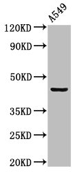 [CSB-PA892177LA01HU] LAMP3 Antibody