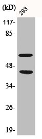 [CSB-PA000564] Phospho-MAPK8/MAPK9/MAPK10 (T183/Y185) Antibody