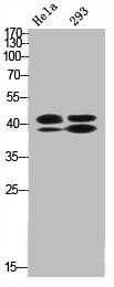 [CSB-PA000749] Phospho-MAPK3/MAPK1 (T202/Y204) Antibody