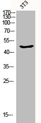 [CSB-PA001235] CASP9 Antibody