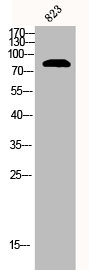 [CSB-PA001269] CTNNB1 Antibody