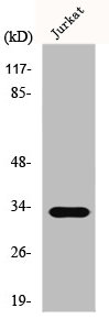 [CSB-PA002321] ELOVL1 Antibody