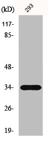 [CSB-PA002329] ELOVL6 Antibody