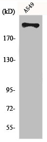 [CSB-PA002507] FASN Antibody