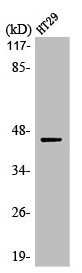 [CSB-PA003220] MAP2K1/MAP2K2 Antibody