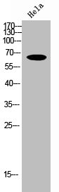 [CSB-PA003436] RELA Antibody