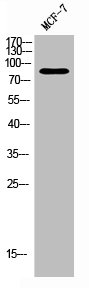 [CSB-PA003800] PRKCA/PRKCB/PRKCD/PRKCE/PRKCG/PRKCH/PRKCQ/PRKCZ Antibody