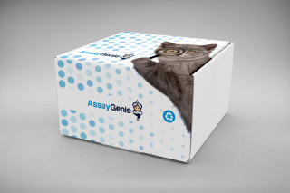 Mouse Ccl9 / MIP-1 Gamma (C-C motif chemokine 9) ELISA Kit