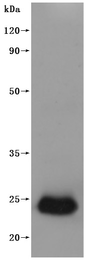 Recombinant Human Claudin-6(CLDN6)-VLPs (Active)