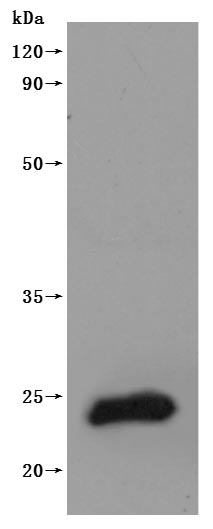 Recombinant Human Claudin-9(CLDN9)-VLPs (Active)