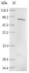 Recombinant Human Protein cereblon(CRBN)