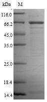 Recombinant Human Protein cereblon(CRBN)