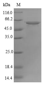 Recombinant Human ATP synthase subunit alpha, mitochondrial(ATP5F1A)