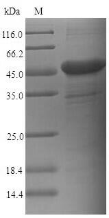 Recombinant Human Carcinoembryonic antigen-related cell adhesion molecule 6(CEACAM6)