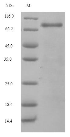 Recombinant Mouse Complement factor B(Cfb)