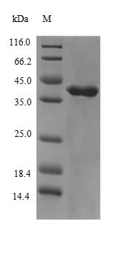 Recombinant Human Muscarinic acetylcholine receptor M3(CHRM3),partial