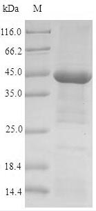 Recombinant Human Acetylcholine receptor subunit alpha(CHRNA1),partial