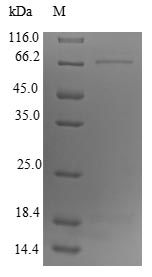 Recombinant Mouse L-dopachrome tautomerase(Dct),partial