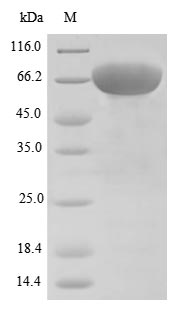 Recombinant Human Desmoglein-3(DSG3),partial