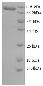 Recombinant Human Elongation factor 2(EEF2)