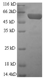 Recombinant Human HLA class I histocompatibility antigen, alpha chain G(HLA-G)