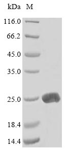 Recombinant Mouse Lymphotoxin-alpha(Lta)