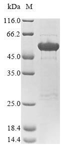 Recombinant Human Neurofilament medium polypeptide(NEFM),partial