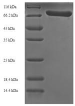 Recombinant Streptococcus pneumoniae serotype 4 Pneumolysin(ply)