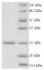 Recombinant Salmonella typhimurium Protein prgI(prgI)