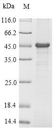 Recombinant Mouse Troponin I, cardiac muscle(Tnni3)