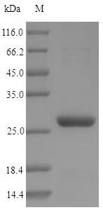 Recombinant Saccharomyces cerevisiae Nicotinamidase(PNC1)