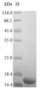 Recombinant Human Insulin-like growth factor I(IGF1)