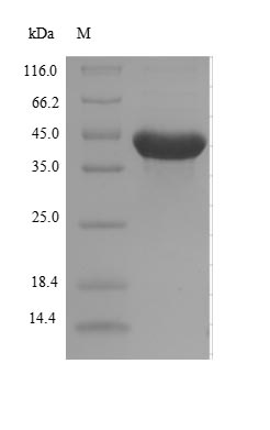 Recombinant Escherichia coli Alpha-ketoglutarate-dependent dioxygenase AlkB(alkB)