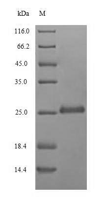 Recombinant Ustilago sphaerogena Ribonuclease U2(RNU2)