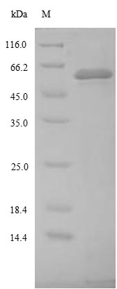 Recombinant SaccharoMyces cerevisiae Site-specific recombinase Flp(FLP1)