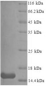 Recombinant Mouse Serum amyloid A-3 protein(Saa3) 