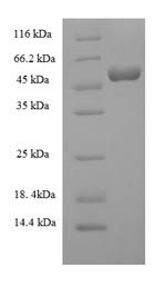 Recombinant Mouse Complement C3(C3),partial