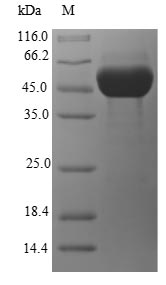 Recombinant Escherichia coli Glyoxylate/hydroxypyruvate reductase A(ghrA)